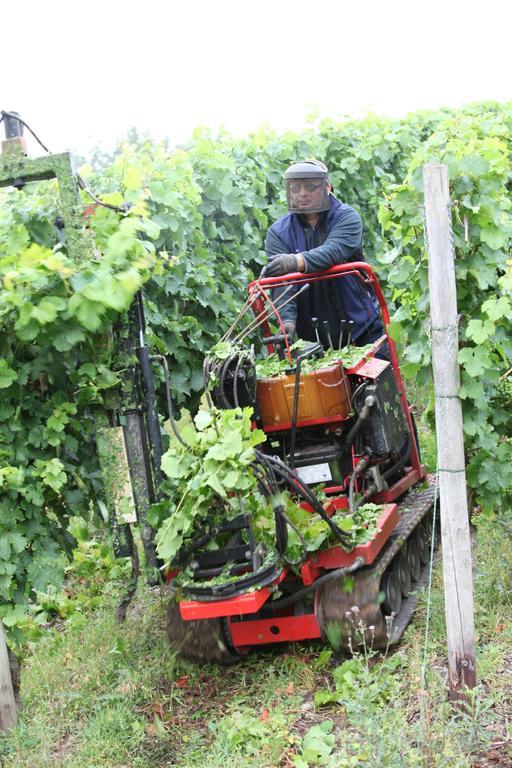 Weingut Pension Gibbert-Pohl ブリーデル エクステリア 写真